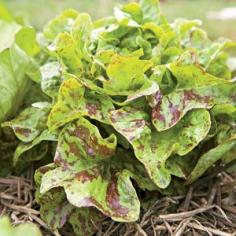 
                        
                            The Salad Equation: Grow greens with distinct flavors for a livelier salad bowl. | From Organic Gardening
                        
                    