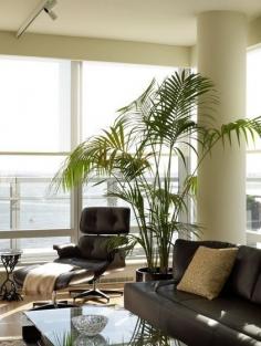 
                        
                            Grow Tropical Indoor Plants • Helpful Tips & Ideas!
                        
                    
