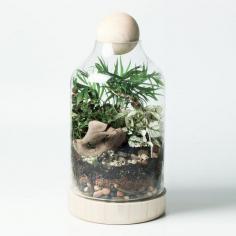 Tiny Terrarium DIY Kit