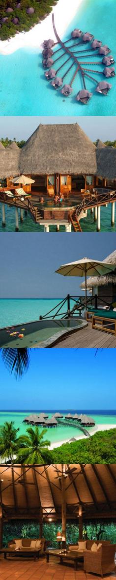 
                        
                            Dhuni Kolhu is a tropical paradise in #Maldives #tropical #dreamvacation
                        
                    