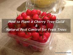
                    
                        Cherry trees are a good choice for home fruit production, but pests can sometimes be a problem. Here's how we planted our cherry trees using a permaculture
                    
                