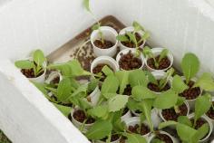 
                    
                        Organic Gardening For Beginners: Intro to Hydroponics
                    
                