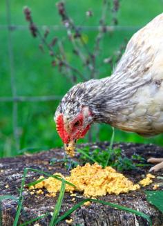 How to Ferment chicken feed. Bigger eggs, healthier chickens. Feed, water, wait.  Easy!  |The Art of Doing Stuff