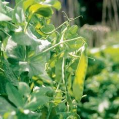 
                        
                            6 Speedy Vegetables: ‘Sugar Ann’ snap peas. 56 days to sweet, edible 2½-inch pods | From Rodale's Basic Organic Gardening: A Beginner’s Guide to Starting a Healthy Garden
                        
                    