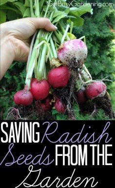 I've been acting like a squirrel lately... collecting and storing seeds like crazy. LOL. Here's the latest: Saving Radish Seeds From The Garden | GetBusyGardening.com