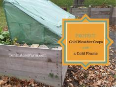
                    
                        As the fall season draws to a close, gardeners turn to season extension techniques to maintain cold season crops right through the winter. Cold frames are effec
                    
                