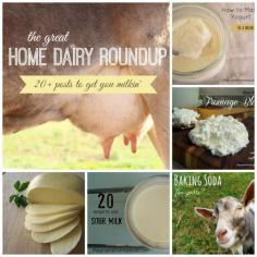 
                    
                        The Great Home Dairy Round-Up (20+ posts to get you milking!) | The Prairie Homestead
                    
                