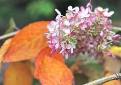 
                        
                            hydrangea paniculata fall color
                        
                    