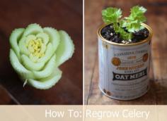 
                        
                            DIY - Growing Celery Indoors: Never Buy Celery Again
                        
                    