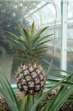 
                        
                            how to grow a pineapple #gardeningtips #pineapple
                        
                    