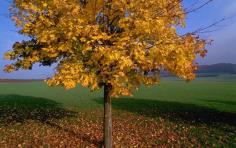 Plant a Paperbark Maple for Four-Season Charm: Organic Gardening (Zones 5-7)