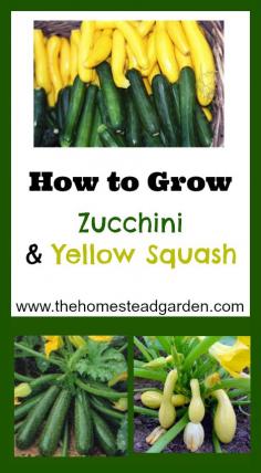 
                    
                        How to Grow Zucchini and Yellow Squash
                    
                