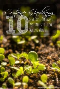 Container Gardening :: The 10 Best Frost-Tolerant Vegetables to Grow During Winter