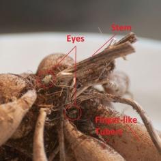 
                        
                            On dahlia tubers, the eyes are only found around the stem, not all over the tubers.
                        
                    