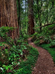 Redwood National Park