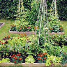 
                    
                        Intensive Gardening: Grow More Food in Less Space (With the Least Work!) - Organic Gardening - MOTHER EARTH NEWS
                    
                
