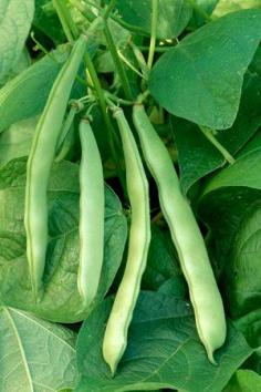 
                        
                            6 Speedy Vegetables: ‘Contender’ bush beans. 49 days for stringless, 6- to 8-inch pods | From Rodale's Basic Organic Gardening: A Beginner’s Guide to Starting a Healthy Garden
                        
                    