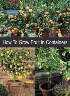 
                    
                        How To Grow Fruit In Containers...http://homestead-and-survival.com/how-to-grow-fruit-in-containers/
                    
                