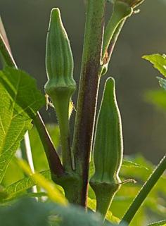 
                        
                            Growing Heat-Lovers in the North: How to grow traditional southern crops in colder northern climates | From Organic Gardening
                        
                    