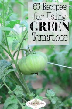 
                    
                        65 Recipes for how to use and preserve GREEN tomatoes
                    
                