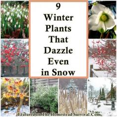 
                    
                        The Homestead Survival | 9 Winter Plants That Dazzle Even in Winter Snow | Homesteading - Gardening - thehomesteadsurvi...
                    
                