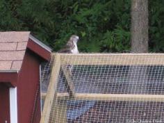 
                    
                        For maximum security, cover the run to protect against flying and climbing predators. A lesser degree of protection can be obtained by stringing netting on top of the run to deter hawks, owls, etc. Climbing predators will not be deterred by netting, however.
                    
                