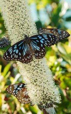 
                    
                        We are all butterflies. Earth is our chrysalis. - LeeAnn Taylor
                    
                