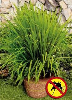 
                    
                        Plant lemongrass as a natural way to keep mosquitoes away. | 51 Budget Backyard DIYs That Are Borderline Genius
                    
                