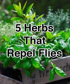 
                    
                        5 Herbs That Repel Flies
                    
                