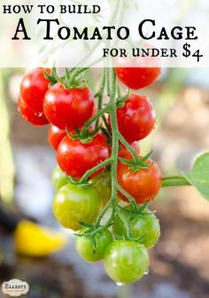 
                    
                        How To Build A Tomato Cage For Under $4 | The Elliott Homestead (.com)
                    
                