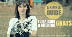 A Simple Guide to Raising & Milking Goats