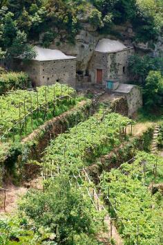 
                    
                        Vineyards of the Amalfi Coast, Italy
                    
                