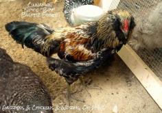 Gardens & Chickens & Worms, Oh My!: What To Do When You Have to Re-home Your Rooster?