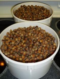 Growing hazelnuts is an opportunity grow and harvest nuts at home without having to plant trees that will grow huge, and take years before they produce.