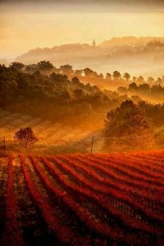 
                    
                        Vineyards, Tuscany, Italy
                    
                