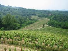 
                    
                        Wines of the Friuli-Venezia Giulia region.
                    
                