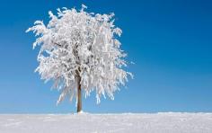 
                    
                        Should I knock snow and ice off my evergreens?: Organic Gardening
                    
                