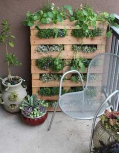 
                    
                        Living Wall | Vertical Gardening Ideas | Home Gardening
                    
                
