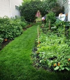 
                        
                            organic urban garden. No matter how small your space, you can grow food! {wholly rooted}
                        
                    