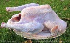 Dressing a Heritage Turkey for Thanksgiving