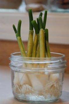 
                    
                        The next time you have green onions, don't throw away the white ends. Simply submerge them in a glass of water and place them in a sunny window. Your onions will begin to grow almost immediately and can be harvested almost indefinitely. We just use kitchen scissors to cut what we need for meals. I periodically empty out the water, rinse the roots off and give them fresh water.
                    
                