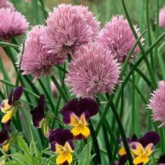
                    
                        Dig up a clump of chives from your garden at the end of the growing season and pot it up. Leave the pot outside until the leaves die back. In early winter, move the pot to your coolest indoor spot (such as a basement) for a few days, then finally to your brightest window.
                    
                