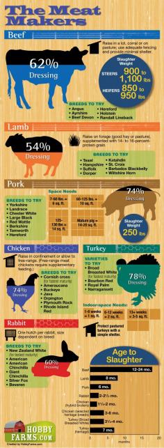 
                    
                        If you're thinking about raising meat to feed your family, check out this infographic first for information on space and feed needs, finishing weights, and breeds worth considering.
                    
                