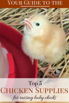 Chicken Supplies for Raising Baby Chicks | The Easy Homestead