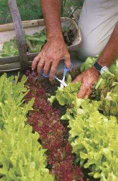 
                    
                        Cut-and-Come-Again Lettuce - varieties of lettuce you can cut, and that will grow back (like grass)
                    
                