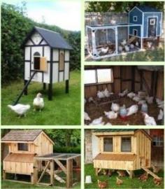 
                    
                        Ideas to Build a Better Chicken Coop
                    
                