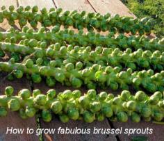 
                    
                        How to Grow Brussel Sprouts | i didn't realize this is how they grew!  so pretty!
                    
                
