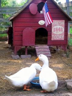 
                    
                        Ducks or Chickens... ten reasons why raising ducks might be a better choice.
                    
                