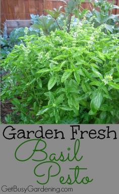 
                        
                            Making pesto is a great way to preserve basil for winter use. In this post, I talk about harvesting and cleaning basil, and tips for freezing Garden Fresh Basil Pesto. | GetBusyGardening.com
                        
                    