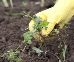 
                    
                        How To Kill Every Weed In Your Garden Without Chemicals
                    
                